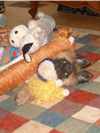 Touche' buried in toys