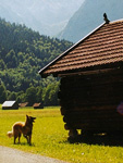 Paski on mountains