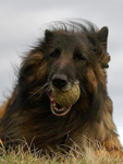 Portrait with tenis ball