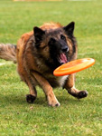 Atu on dogfrisbee EC