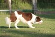 Fahunden�s Oboy