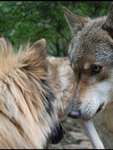Meeting wolfs