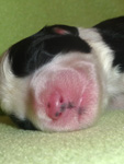 Miminko