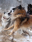 Hunting the wolf :o)