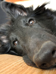 When the dog lie about