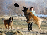 Hunting the wolf :o)