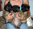 6 weeks