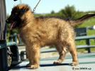 7 weeks