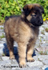 7 weeks