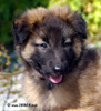 7 weeks