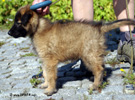 7 weeks