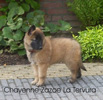 Chayenne Zazoe - 9 weeks