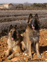 Provance 2006