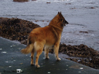 Oski na pli