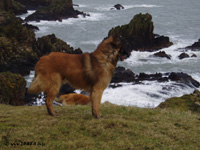 pobe u Slains Castle