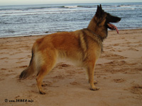 Hupina