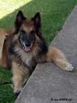Oski�s opinion about Club Show KCHBO 2005 :o)