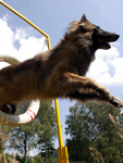 Delphine began to train in agility...