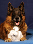 ...last Easter photo of Gipsy (she died 25.04.06 in 12 years...)