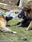 ... posledn� velikono�n� fotka Gipsy (zem�ela 25.04.06 ve v�ku 12let...)