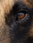 Eyes