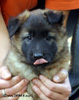 5,5 weeks