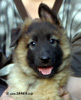 6,5 weeks