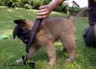 7 weeks