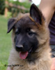 7 weeks