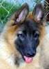 11 weeks