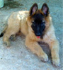 11 weeks