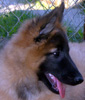 11 weeks