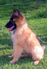 11 weeks