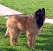 11 weeks