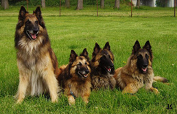 Oskar, Molinka, Delphina and Hupina