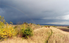 dogs and rainbow