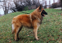 1,5 roku