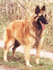 Romana